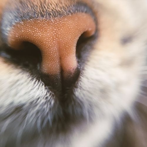 Ruiken en de reuk-zin is de basis van heel veel: deel 1