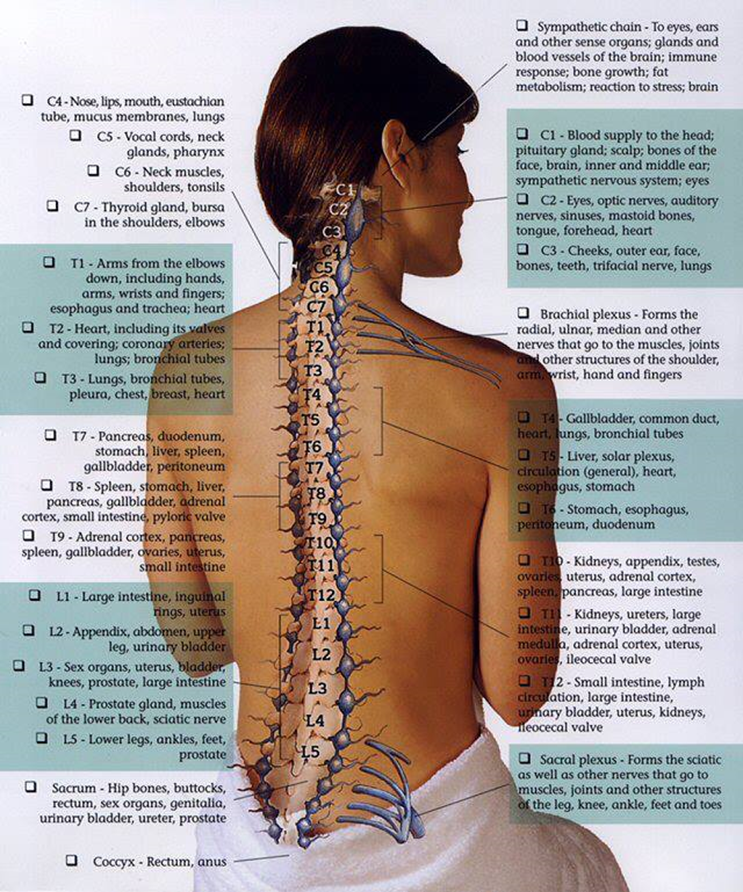combo wervels, organen, chakra's
